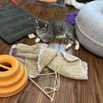 Thumbnail photo of Anika (bobtail) #2