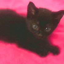 Thumbnail photo of Pepper - fka Bean (Cob BB 1) #2