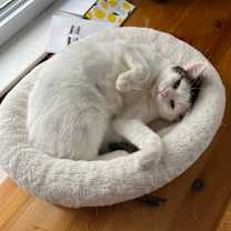 Thumbnail photo of Confetti Cake  #3