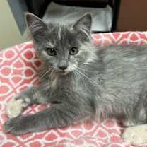 Thumbnail photo of Kat #1