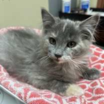 Thumbnail photo of Kat #2