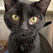 Thumbnail photo of Belch #1