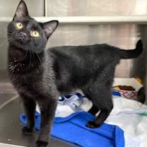 Thumbnail photo of Belch #2