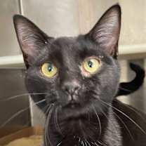 Thumbnail photo of Belch #3