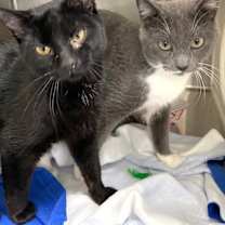 Thumbnail photo of Belch #4