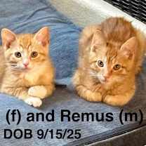 Thumbnail photo of Remus #2