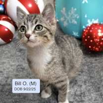 Thumbnail photo of Bill O #1