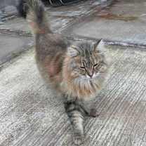 Thumbnail photo of Croissant #1