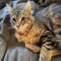 Thumbnail photo of Croissant #2