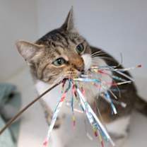 Thumbnail photo of Ursula #2