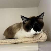 Thumbnail photo of Sumi #2