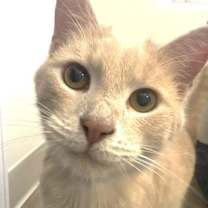 Thumbnail photo of Twizzler #1