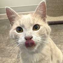 Thumbnail photo of Twizzler #3