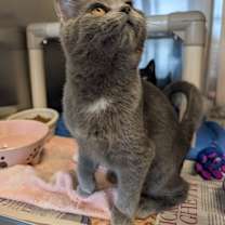 Thumbnail photo of Hazel #1