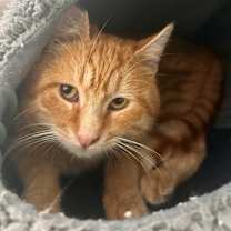 Thumbnail photo of Hazelnut #2