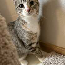 Thumbnail photo of Tabasco #1