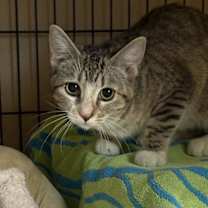 Thumbnail photo of Tabasco #3