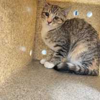 Thumbnail photo of Tabasco #4