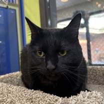 Thumbnail photo of Loki #4