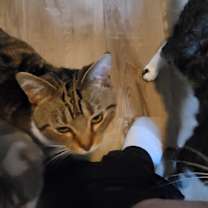 Thumbnail photo of Butters #2