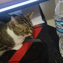 Thumbnail photo of Butters #3