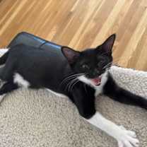 Thumbnail photo of Pepper #4