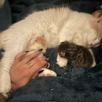 Thumbnail photo of Sakura #2