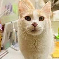 Thumbnail photo of Sakura #3