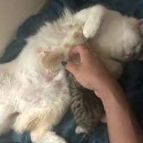 Thumbnail photo of Sakura #4