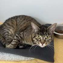 Thumbnail photo of Galadriel #4