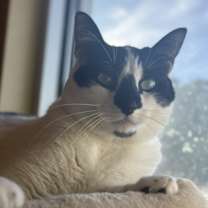 Thumbnail photo of Mochi #2