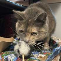 Thumbnail photo of Maisy #3