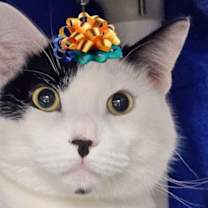 Thumbnail photo of Dinky D #1