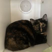 Thumbnail photo of Nami #2