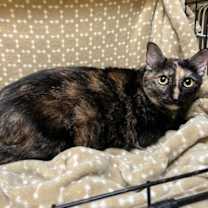 Thumbnail photo of Nami #3