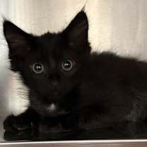 Thumbnail photo of Blue #1