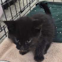 Thumbnail photo of Blue #2