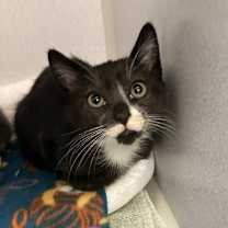 Thumbnail photo of Homer #1