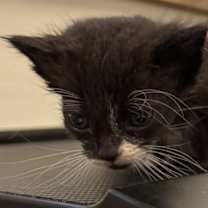 Thumbnail photo of Homer #2