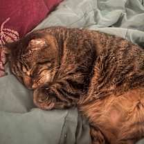 Thumbnail photo of Mackerel #3