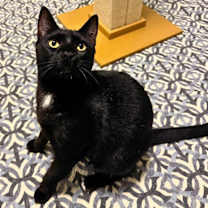 Thumbnail photo of Rocky #1