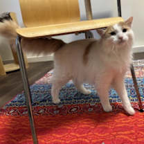 Thumbnail photo of Jasper #3