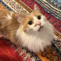 Thumbnail photo of Clover #2