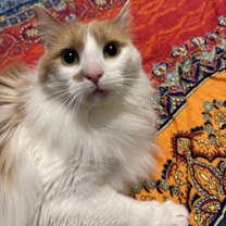 Thumbnail photo of Clover #3