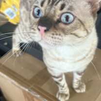 Thumbnail photo of Chaos (Kitty) #1