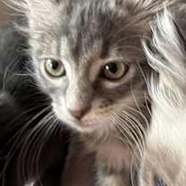 Thumbnail photo of Aspen (Kitty) #1