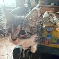 Thumbnail photo of Aspen (Kitty) #2