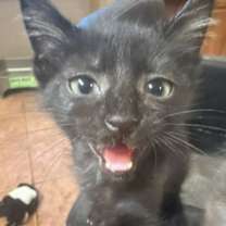 Thumbnail photo of Spruce (Kitty) #1