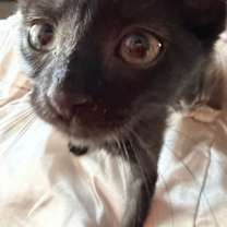 Thumbnail photo of Spruce (Kitty) #2