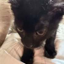 Thumbnail photo of Spruce (Kitty) #3